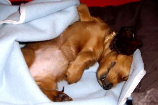 Jamnik d�ugow�osy NAILA